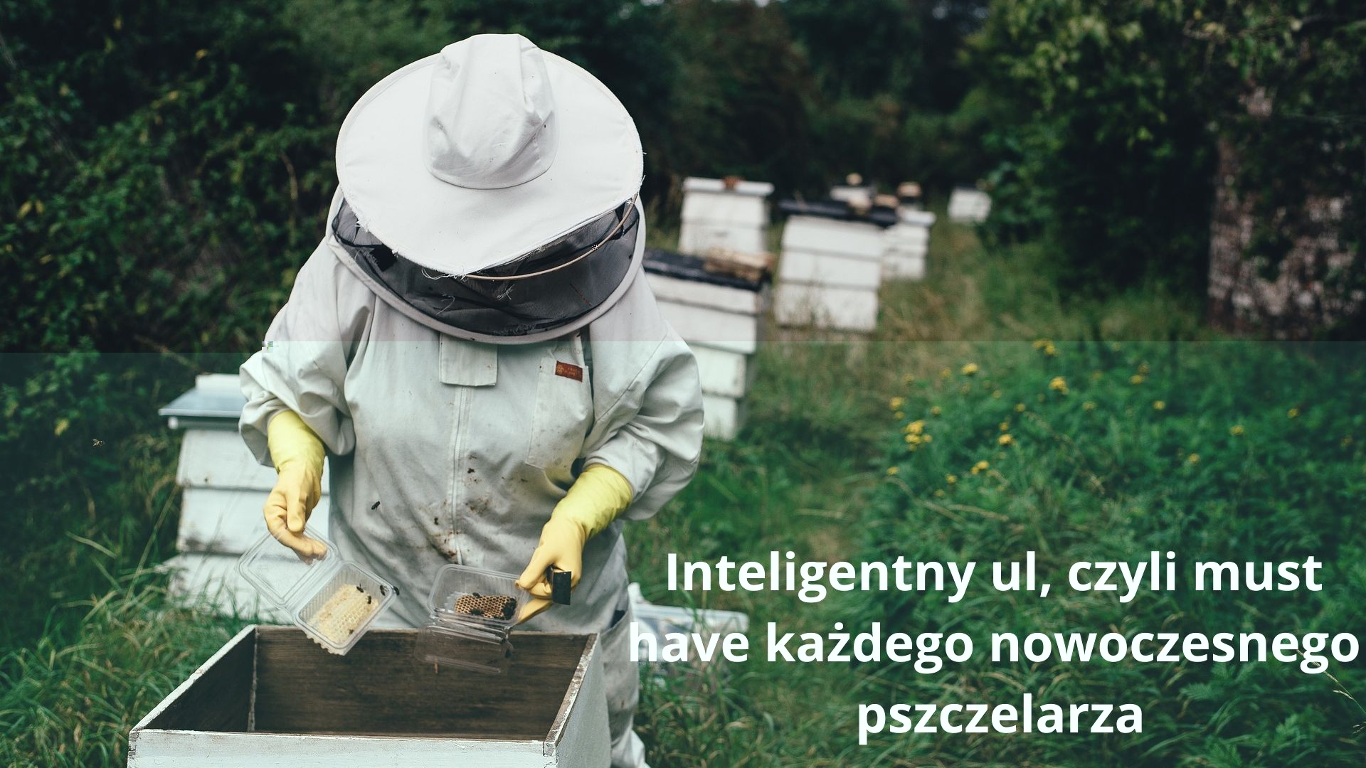 Inteligentny ul, czyli must have każdego nowoczesnego pszczelarza