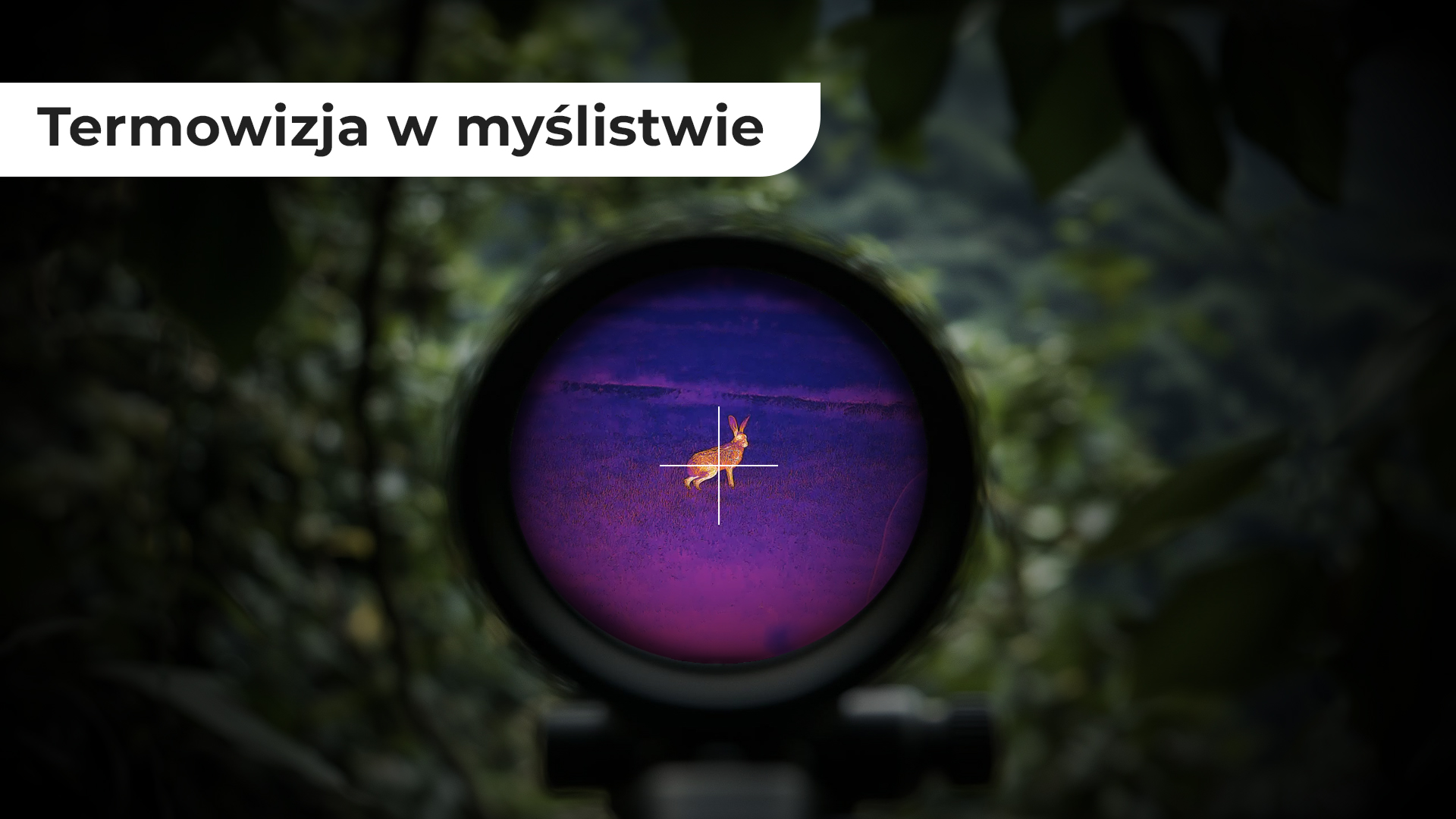 Termowizja w myślistwie – przewaga w obserwacji zwierzyny nocą i w trudnych warunkach