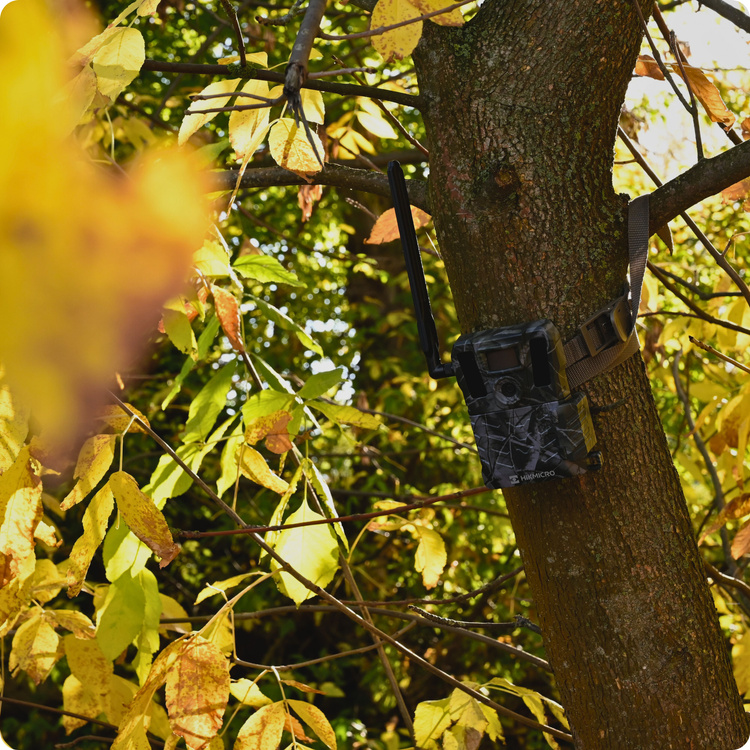 Fotopułapka kamera leśna Hikmicro M15 4G LTE GSM 10Mpx