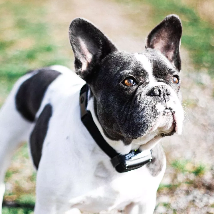 Obroża treningowa dla psa DOGTRACE d-control 600