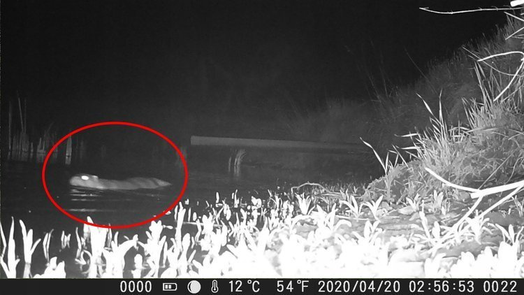 ZESTAW Fotopułapka KAMERA LEŚNA HC-900A 36Mpx 44 IR LED