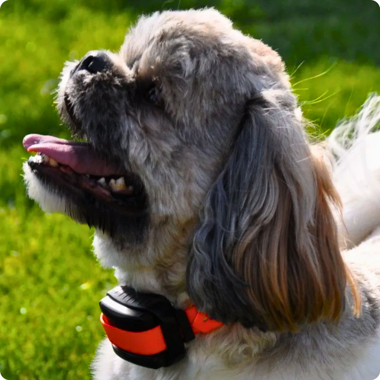 Elektroniczna obroża przeciw szczekaniu DOGTRACE d-mute small light