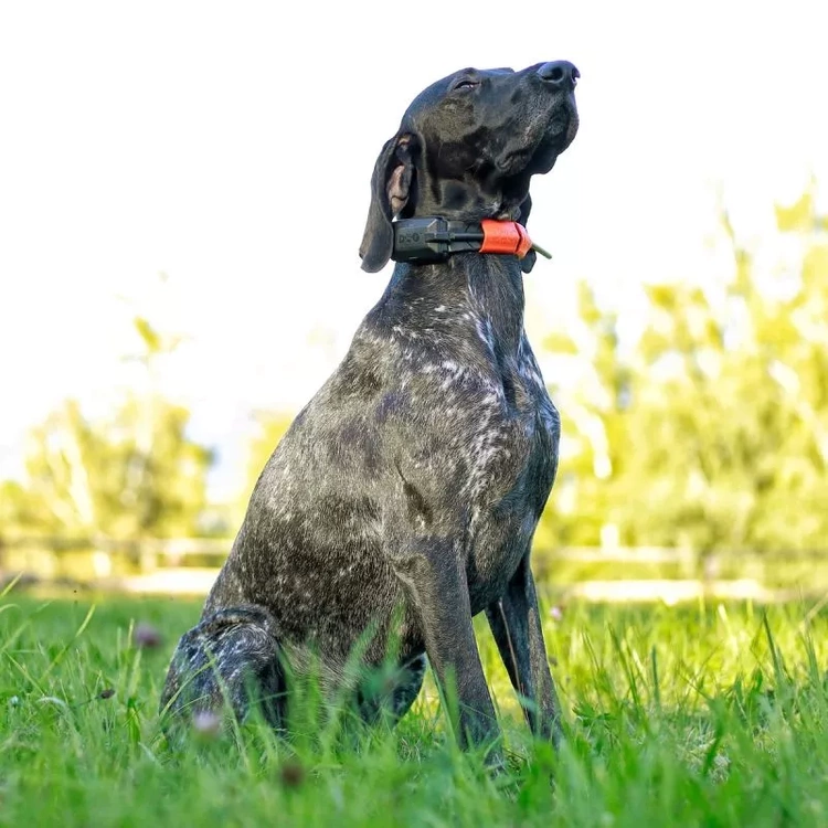 Lokalizator DOGTRACE DOG GPS X30TB