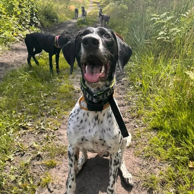 Elektryczna obroża treningowa dla psa DOGTRACE d-control EDGE 250 ONE