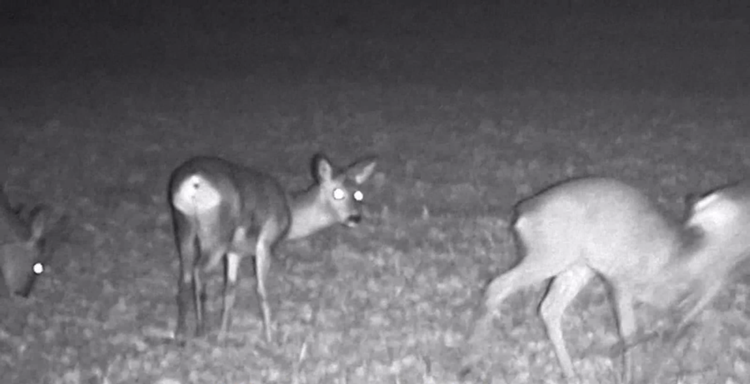 ZESTAW Noktowizor Cyfrowy Monokular WG-50 PLUS v.2023 WiFI