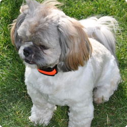 Elektroniczna obroża przeciw szczekaniu DOGTRACE d-mute small light