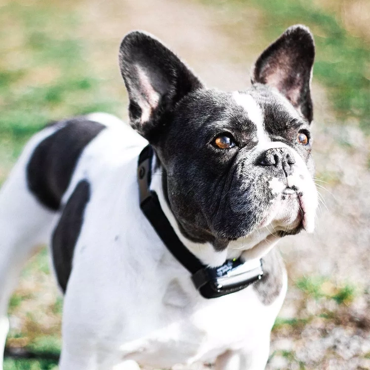 Obroża treningowa dla psa DOGTRACE d-control 400