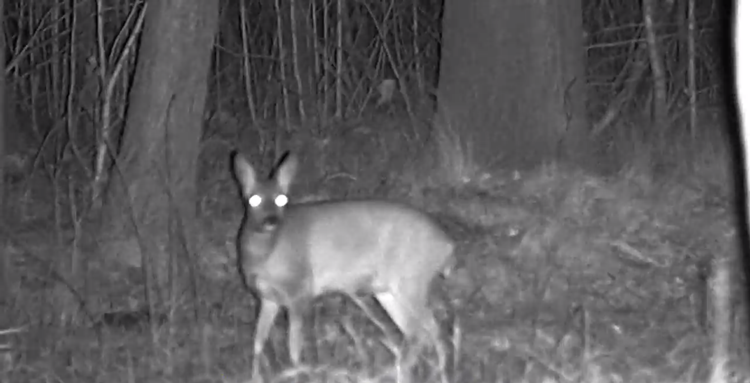 ZESTAW Noktowizor Cyfrowy Monokular WG-50 PLUS v.2023 WiFI