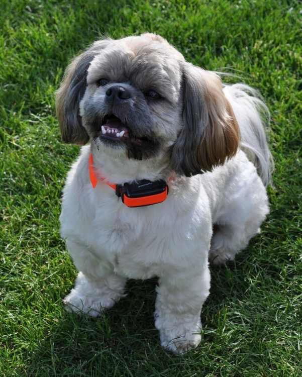 Elektryczna obroża szkoleniowa dla psa DOGTRACE d-control professional 1000 ONE pomarańczowy