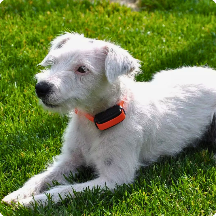 Elektroniczna obroża przeciw szczekaniu DOGTRACE d-mute One