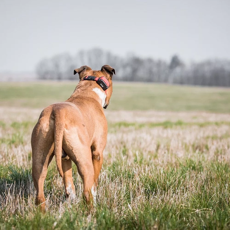 Obroża treningowa dla psa DOGTRACE d-control 1000
