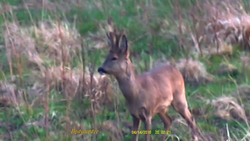 Noktowizor Cyfrowy Monokular WG-50 PLUS v.2023 WiFI