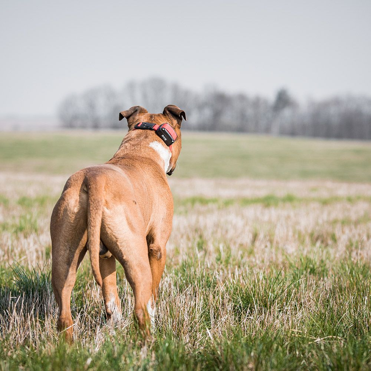 Obroża treningowa dla psa DOGTRACE d-control 1600