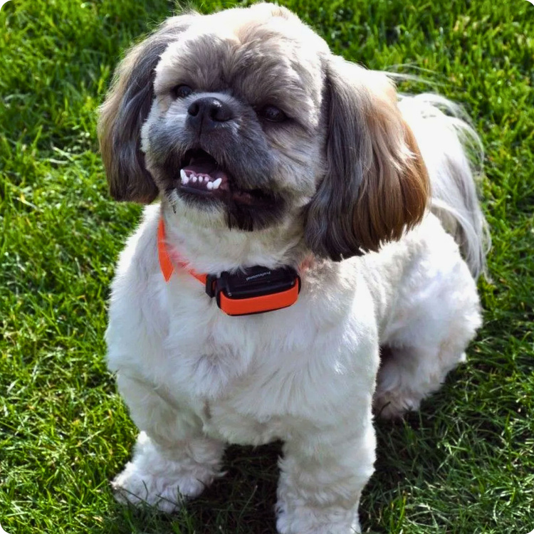 Elektroniczna obroża przeciw szczekaniu DOGTRACE d-mute One